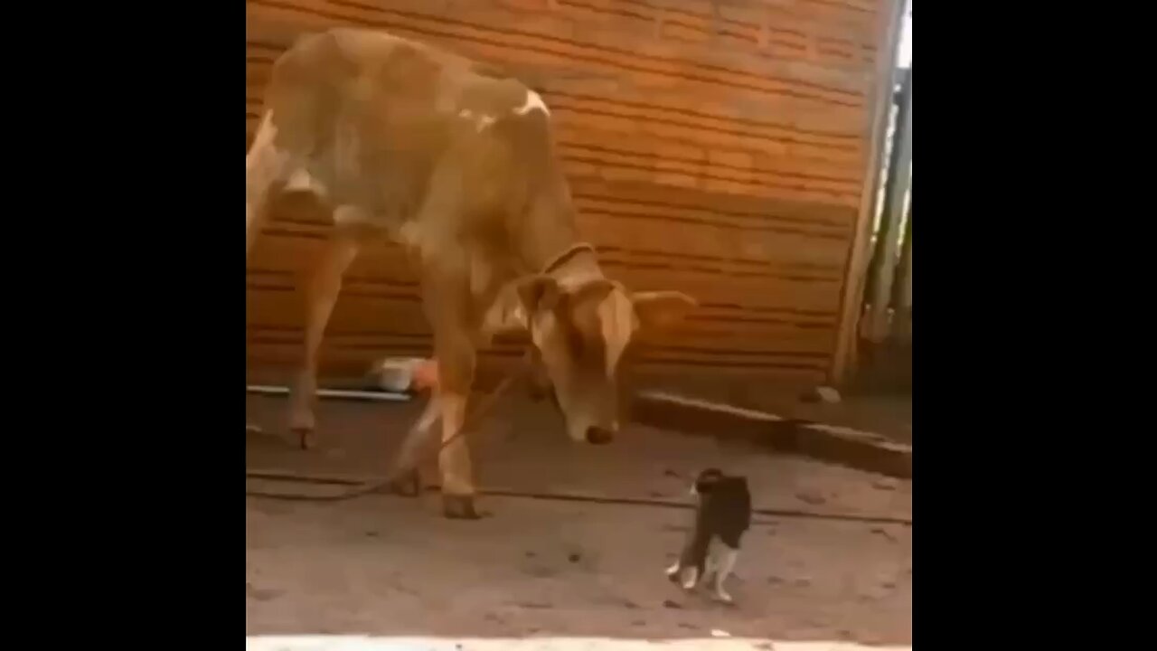 Hilarious. A cat against a cow.