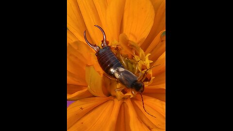 Bee goes Buck Wild Orgasmic on a Morden Blush Rose