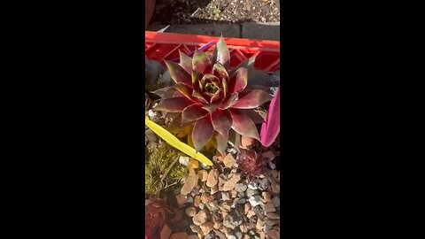 Sempervivum Chicks Charms in my backyard in Spring