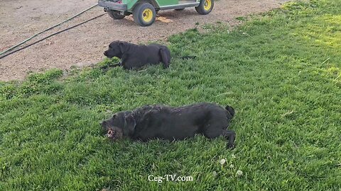 Graham Family Farm: 7:00 PM April 30 2025