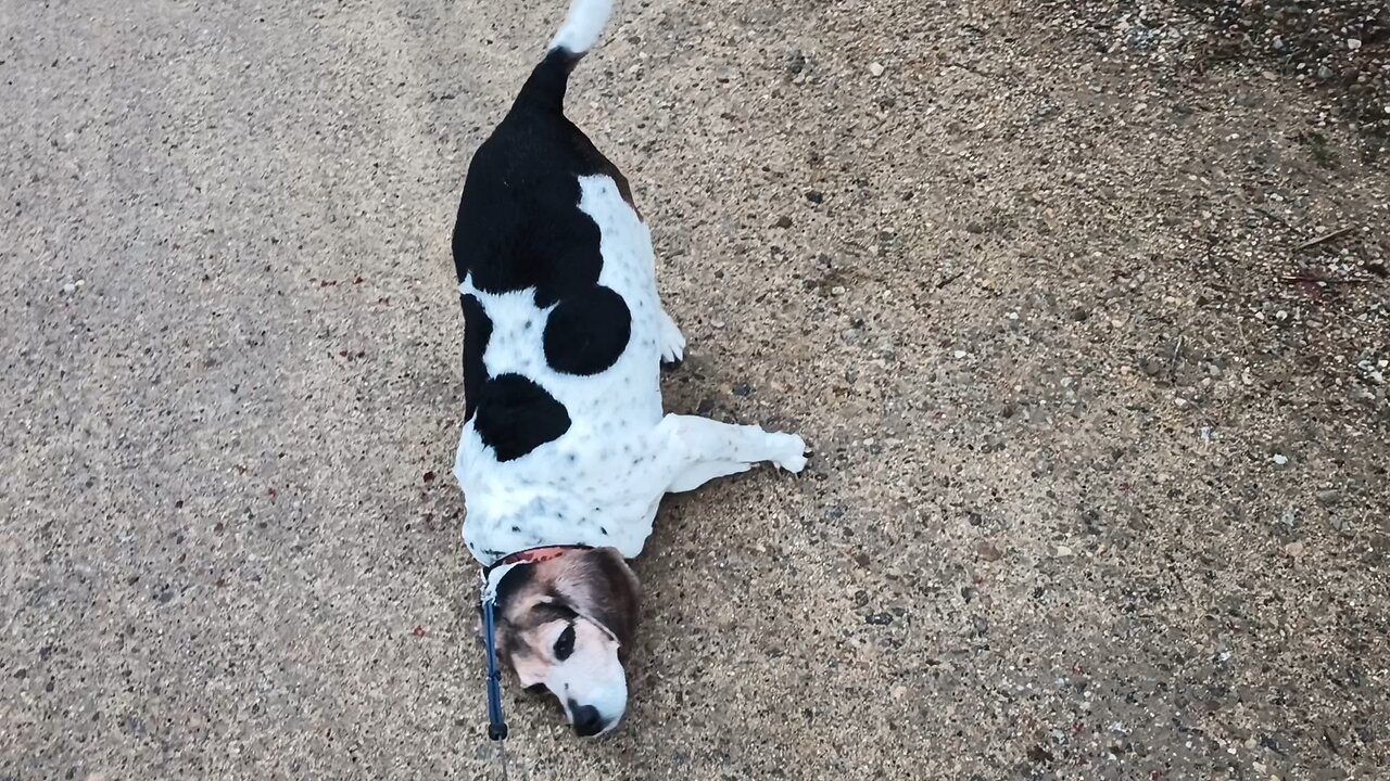 Bandit