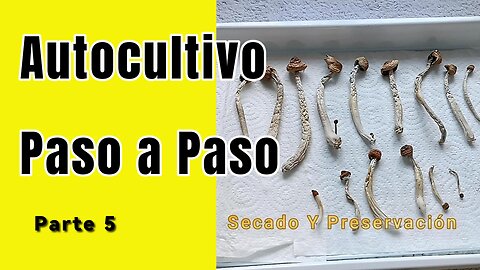 🍄 AutoCultivo de Hongos Paso a Paso – Parte 5: Secado y Preservación 🏡🌬️