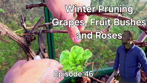 A Rare Sunny Day in My UK Garden: Pruning Grapes, Currants, and Roses 🌞🍇🌹