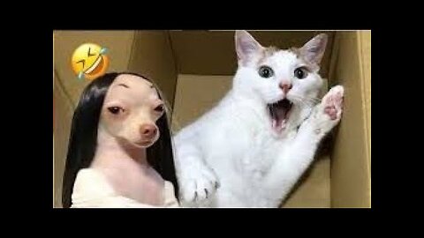 Funny Dogs And Cats Videos 2024 😅- Best Funnies Animal Video Part44