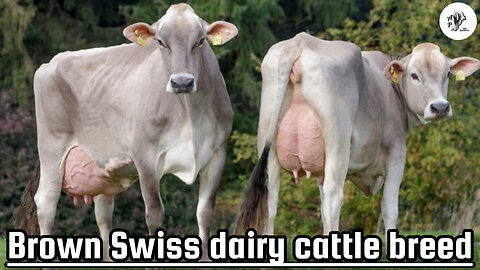 Brown Swiss dairy cattle breed: Production and elegance in a single breed