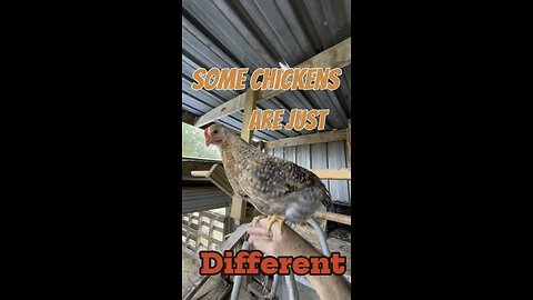 Some Chickens Are Just… Different 🐔❤️