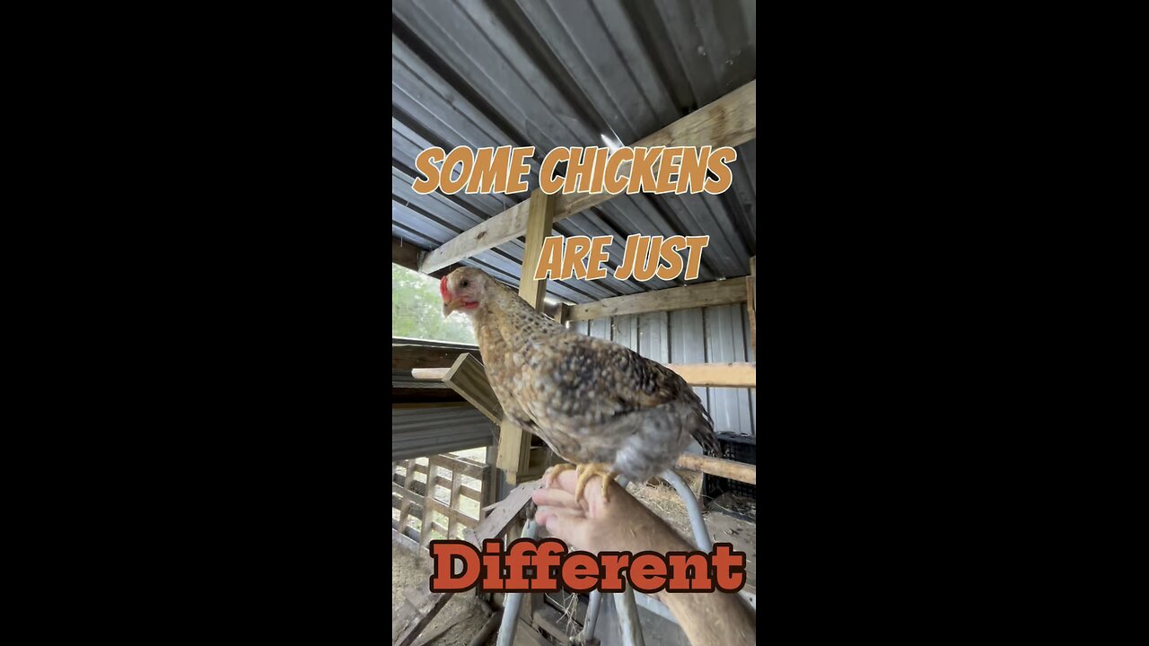 Some Chickens Are Just… Different 🐔❤️