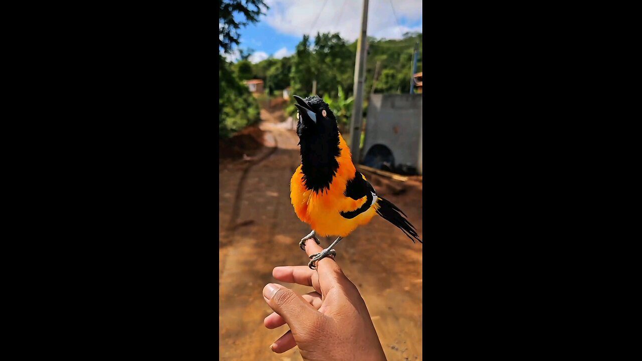 Beautiful voice