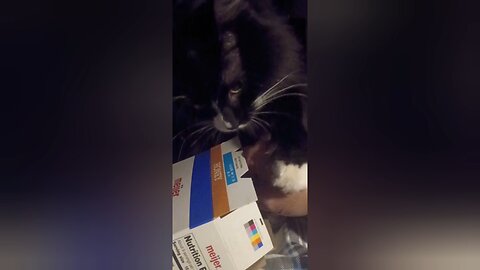 Turbo Wants a Cracker — No Purrr-mission Required