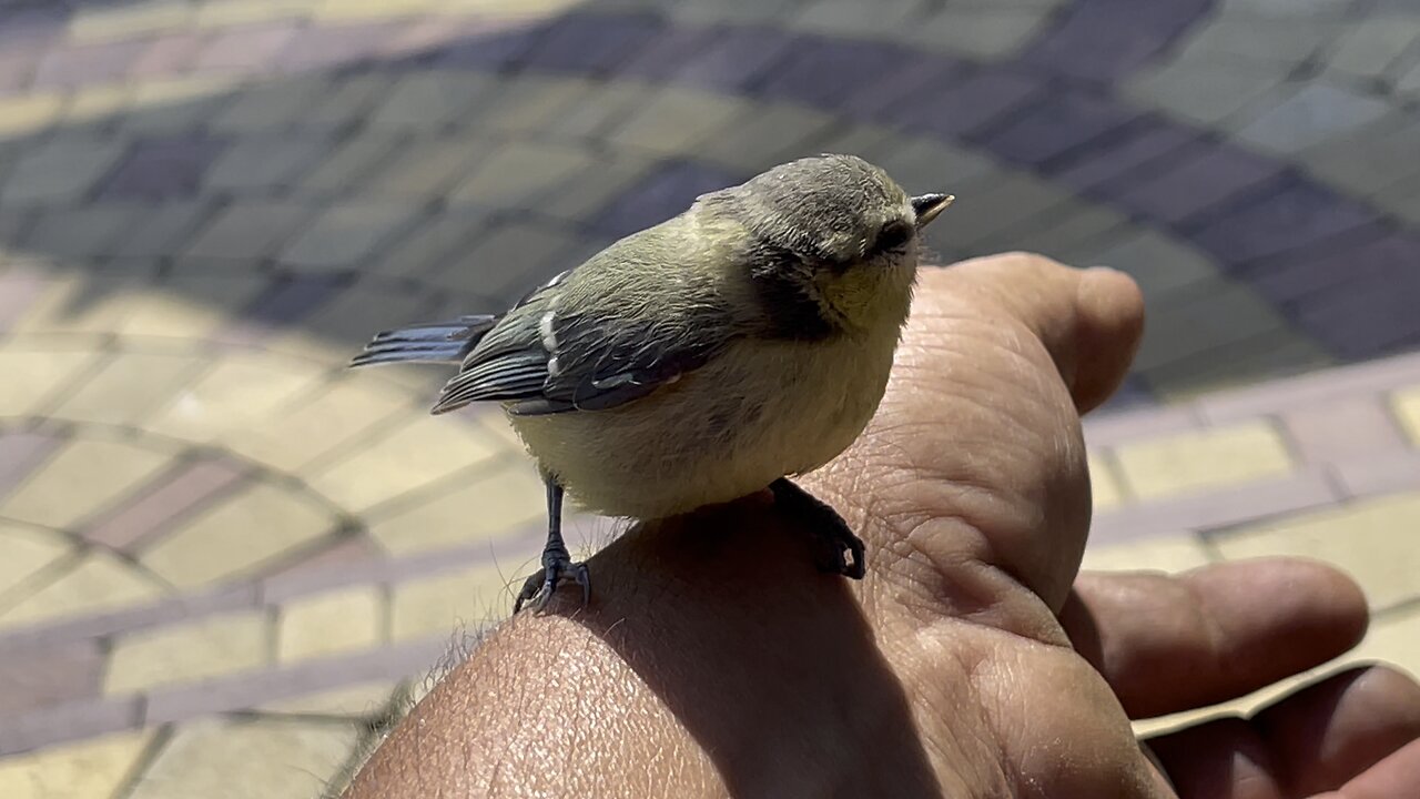 The handsome man has had a rest, he will soon take off...