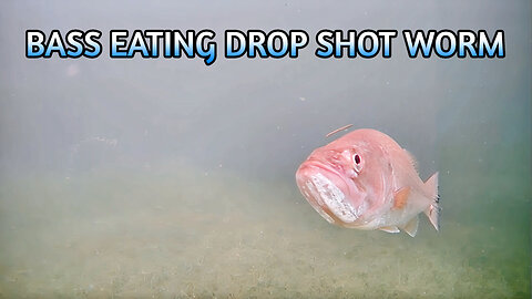 Quick Glimpse Underwater of Bass Eating Drop Shot Worm