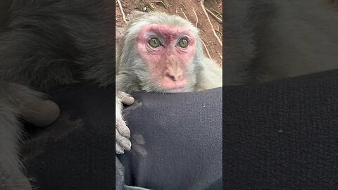 Funny monkey