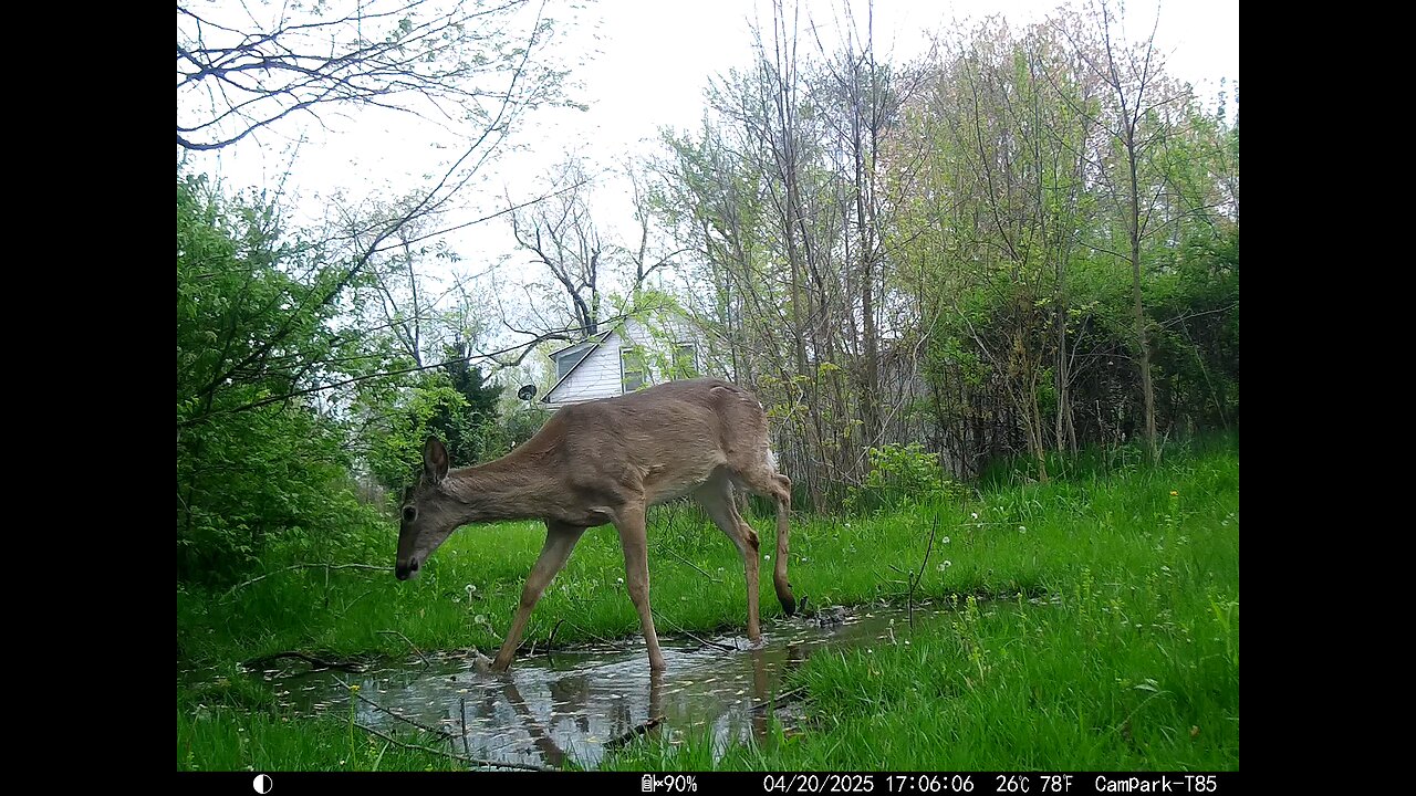 Deer Cam 04-20-2025 Spooked