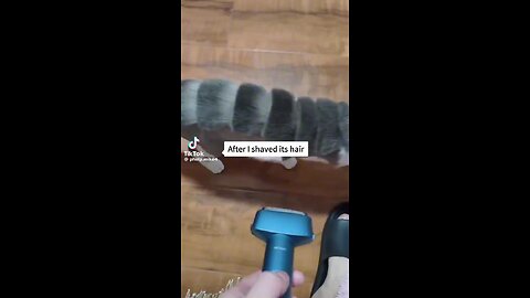 animal funny video cate