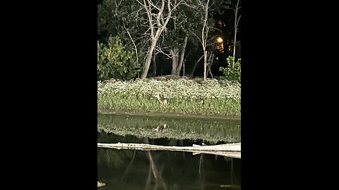 #7 Deer 🦌 in the Night.