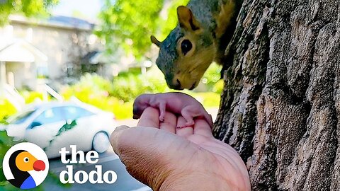 Mama Squirrel Adopts Orphaned Baby | The Dodo