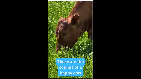 Cattle enjoying lush green grass