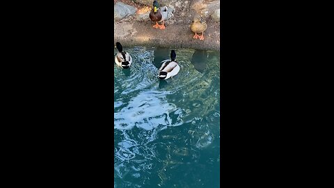 Mallard Ducks 🦆 #mallardducks #ducks #duck #followme #viral #shorts #trending