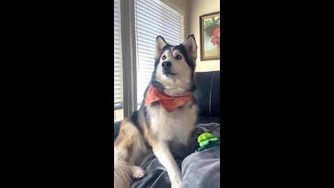 Interesting story🐕😍