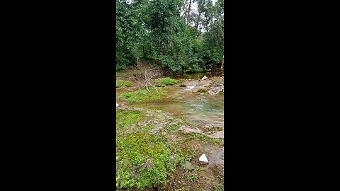 🏞️🌲Insideeee the Jungleeee🌲🏞️