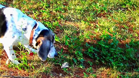 Bandit