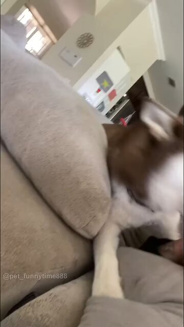 the dog could understand English