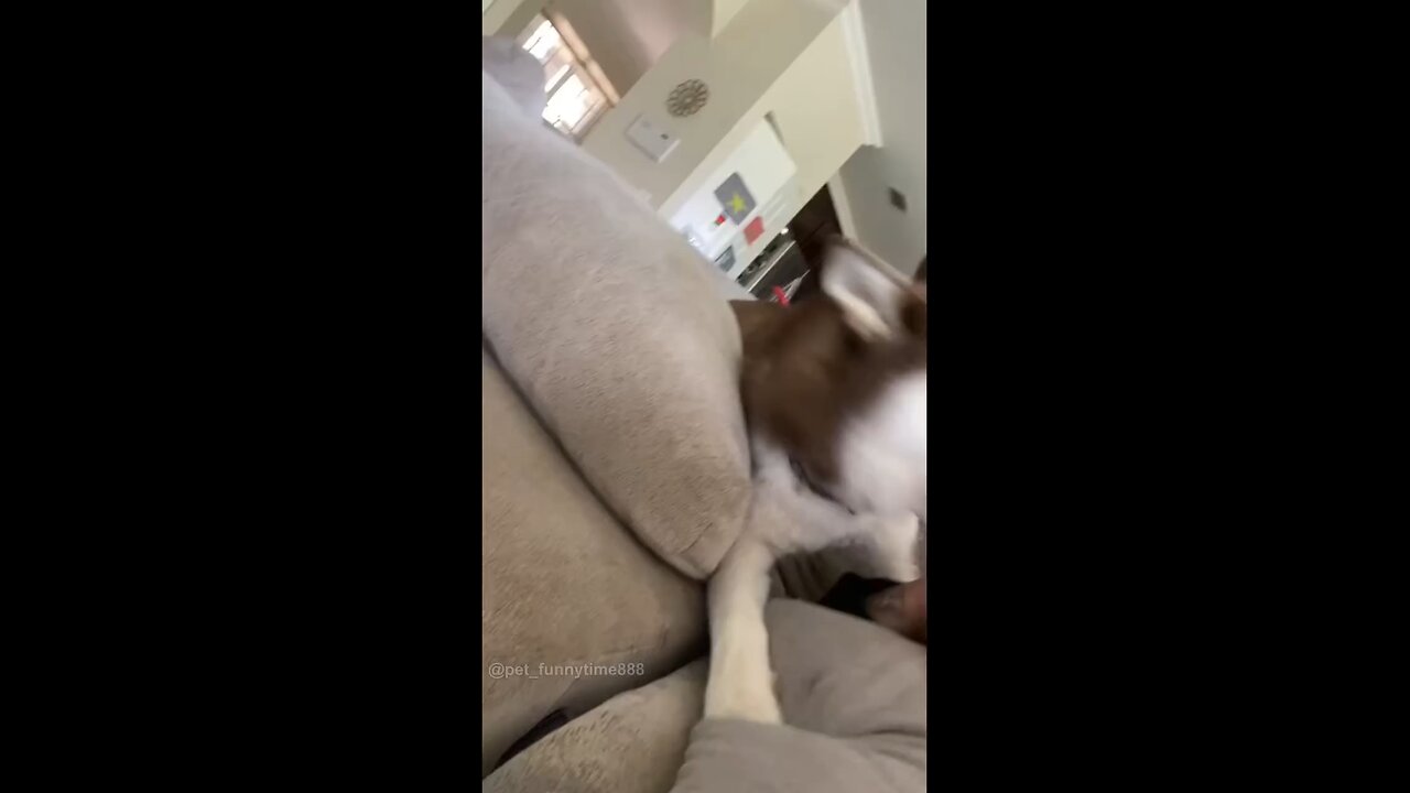 the dog could understand English