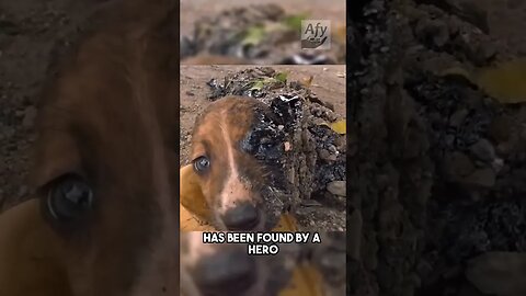 This adorable pappi was saved by some heroes#dog dog#rescue team#markhor op 8989#please follow