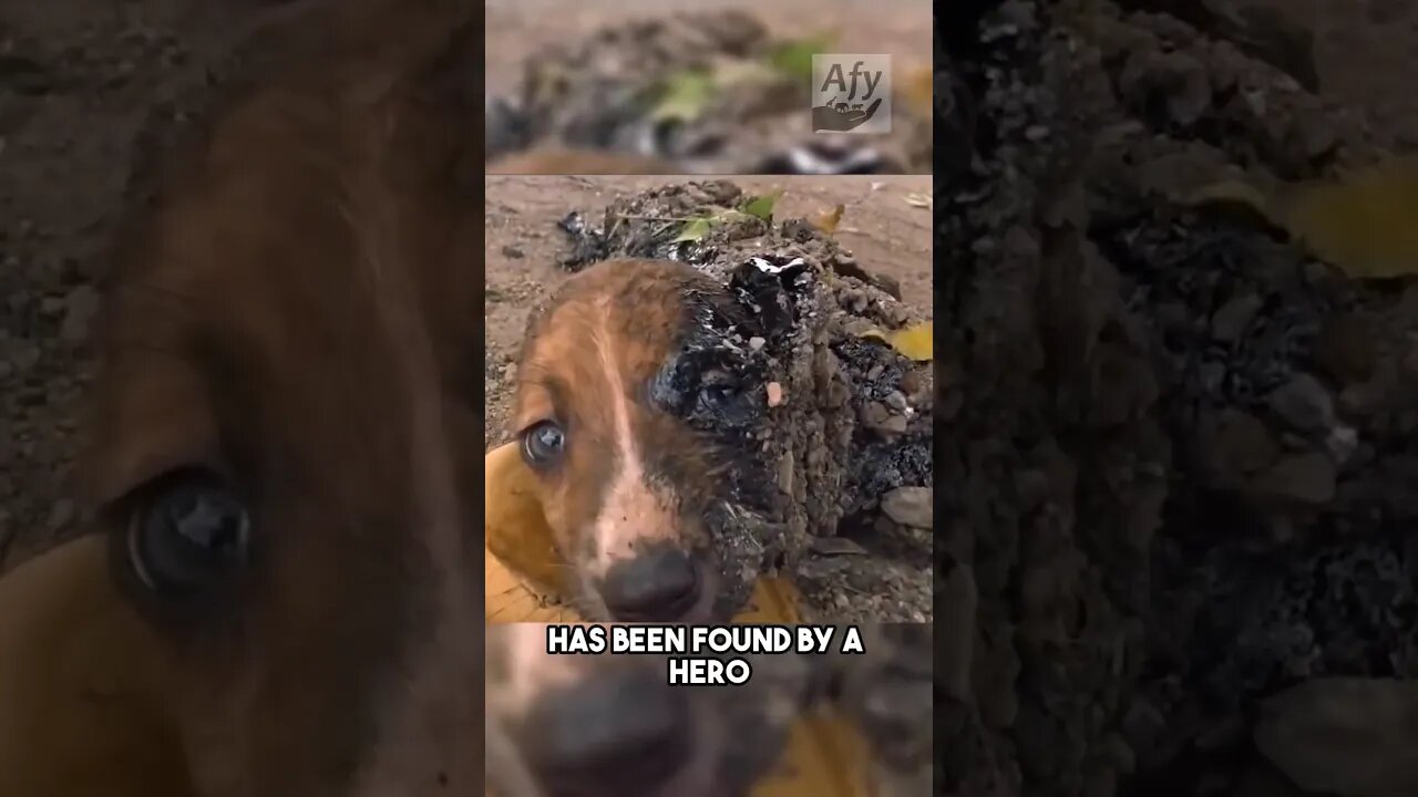 This adorable pappi was saved by some heroes#dog dog#rescue team#markhor op 8989#please follow