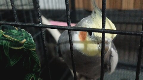 banjo the talking parrot random words fun