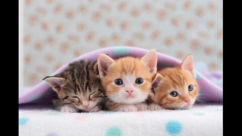 20 Minutes of Adorable Kittens 😍 BEST VIDEO EVER SEE