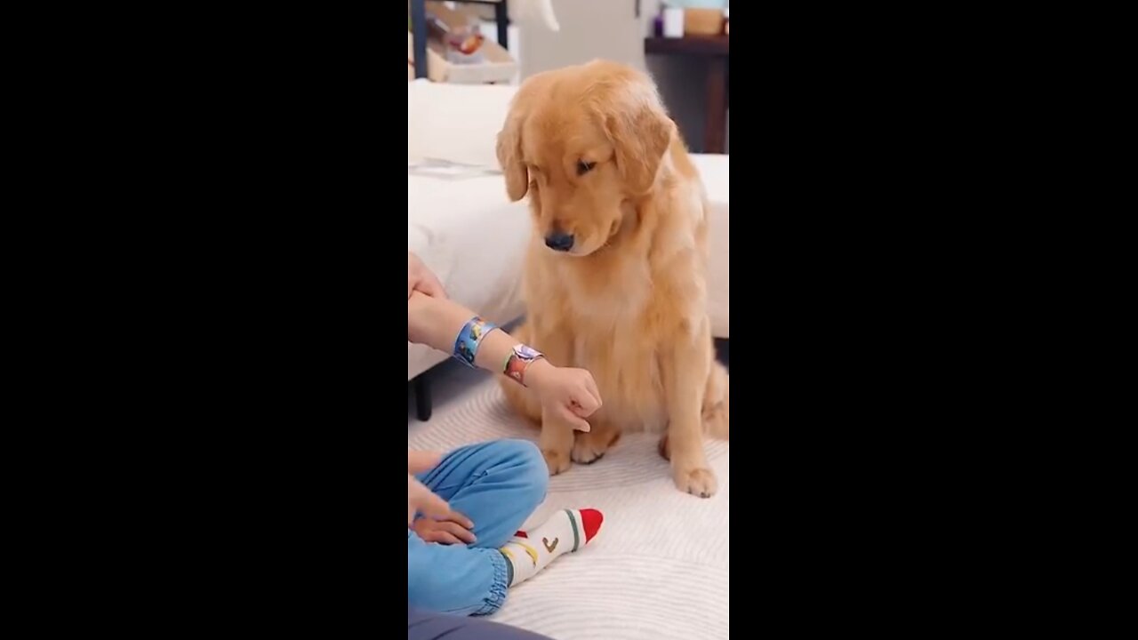 made the cute dog 🤣