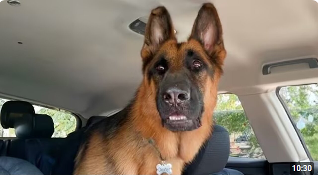 When Police Dog Realizes He’s at the Vet 😁Funny Dog Videos 2025