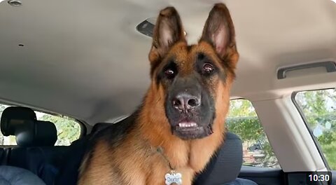 When Police Dog Realizes He’s at the Vet 😁Funny Dog Videos 2025