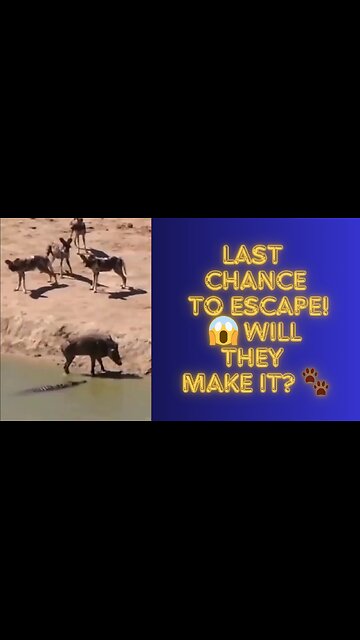 Surrounded by Danger! 😨 The Heart-Stopping Moment You Can't Miss 🎥