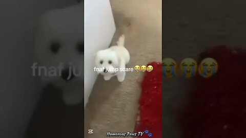 When Pets Have No Idea What They’re Doing!