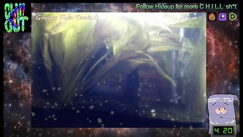 C H I L L stream - Fishies & Chillhop Music