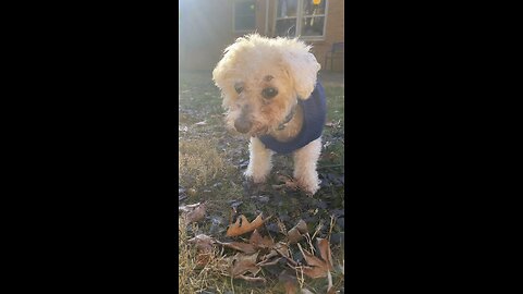 For My Soul Dog, Asher 🌈 | A Heartfelt Dog Memorial Poem