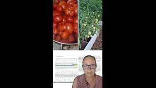 Ripen Tomatoes in the Heat