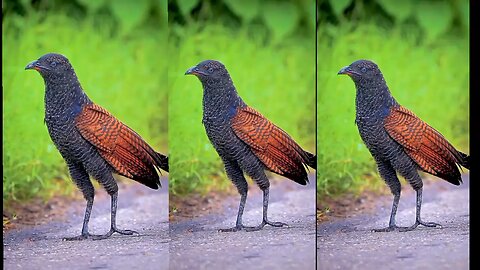 This is an Indian bird. You will be surprised to see its beauty.