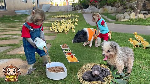 Very touching moments of monkey YiYi with friends and poor animals