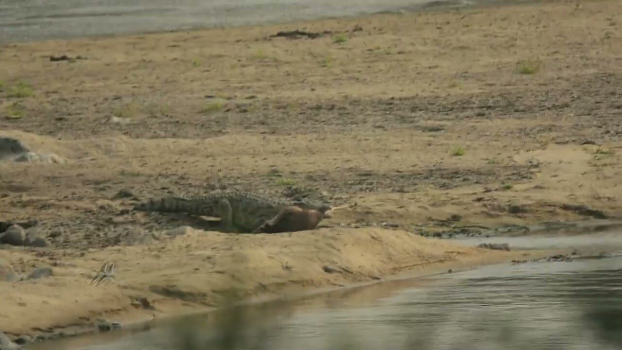 Crocodiles enjoy a impala (Graphic warning)