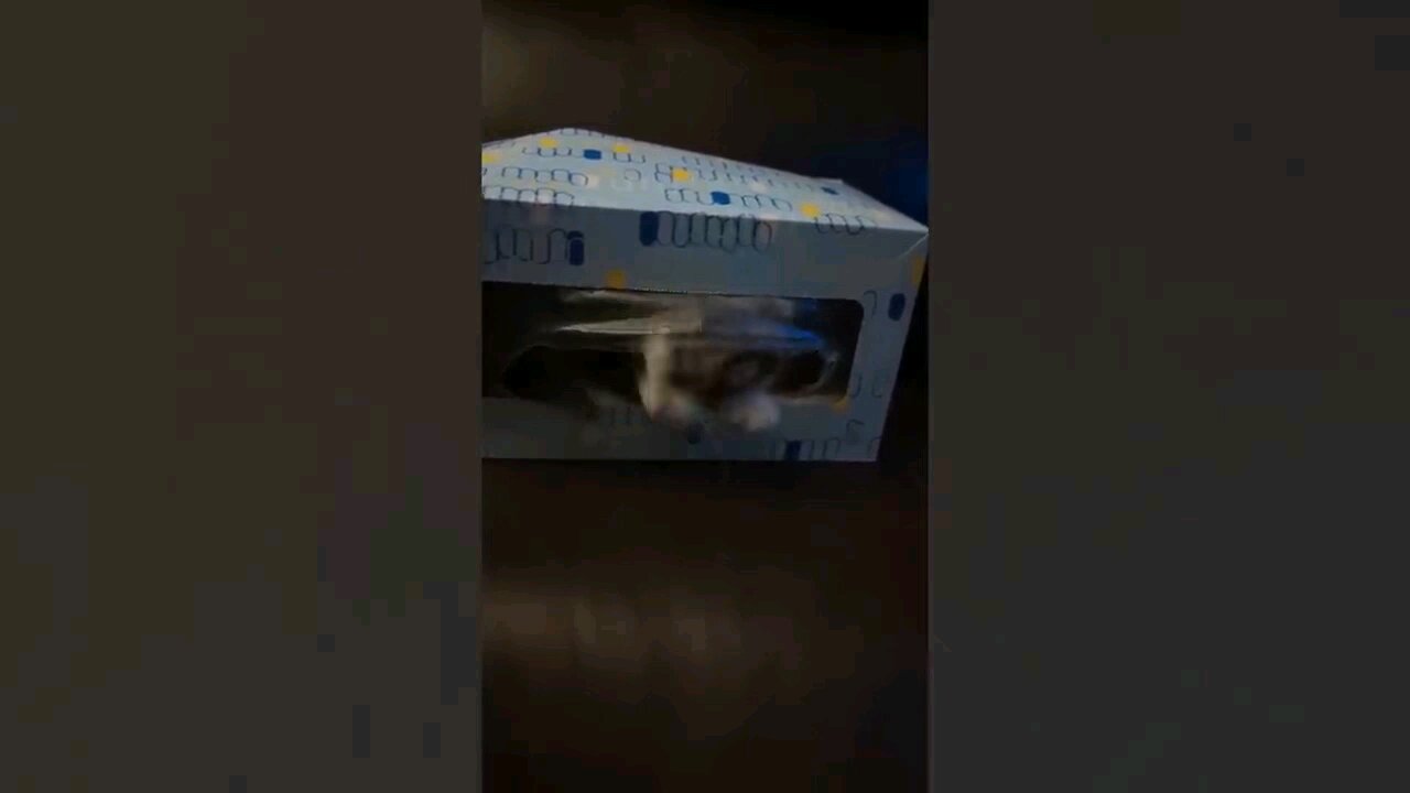 fun cats