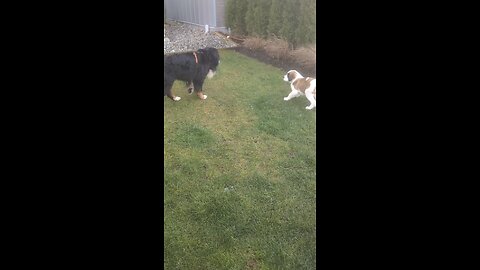 Benson playing with a St. Bernard puppy