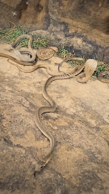 Terrifying Snake Encounter in 4 Seconds! 🐍 | Must Watch!"