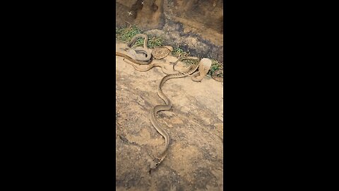 Terrifying Snake Encounter in 4 Seconds! 🐍 | Must Watch!"