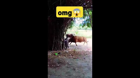 bull fight village