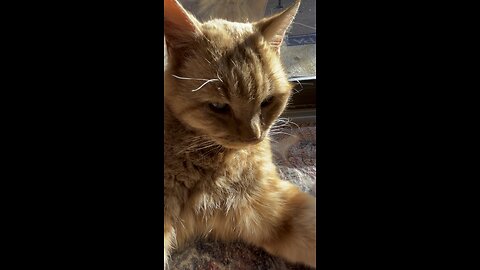 Snoring cat.
