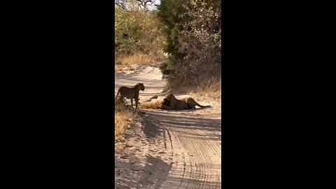 Rare sighting of the territorial male leopard taking charge