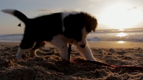 A Puppy Playing Tug Of War By Biting Its Collar Sling 🐕🐶